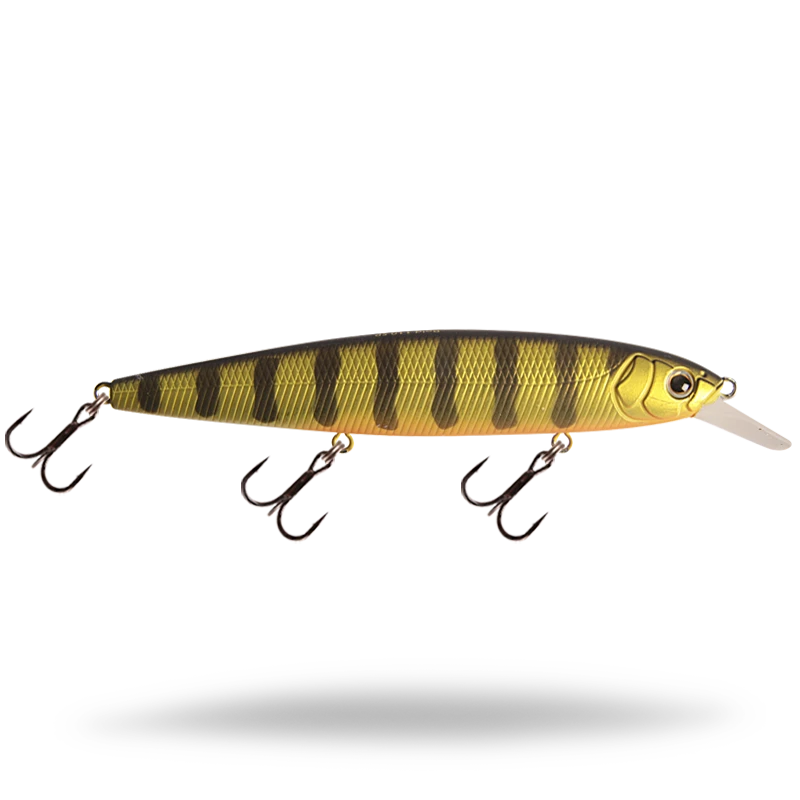 Golden Perch